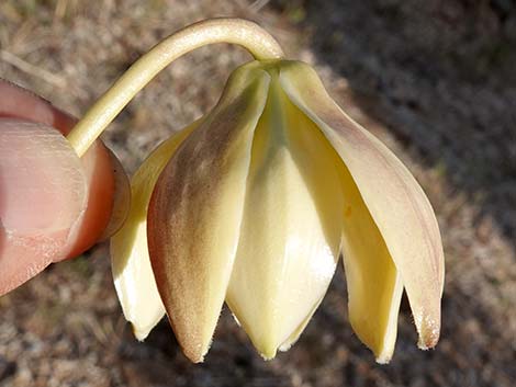 Mojave Yucca (Yucca schidigera)