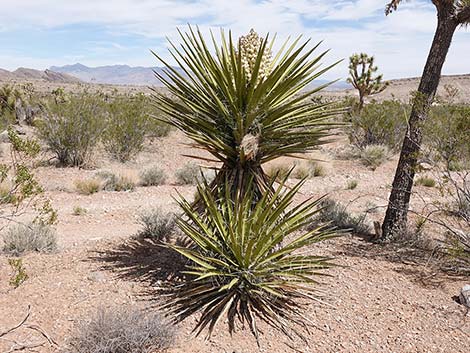 Mojave Yucca (Yucca schidigera)