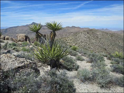 Mojave Yucca (Yucca schidigera)