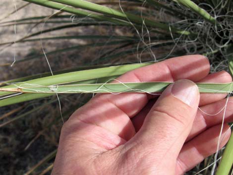 Utah Yucca (Yucca utahensis)