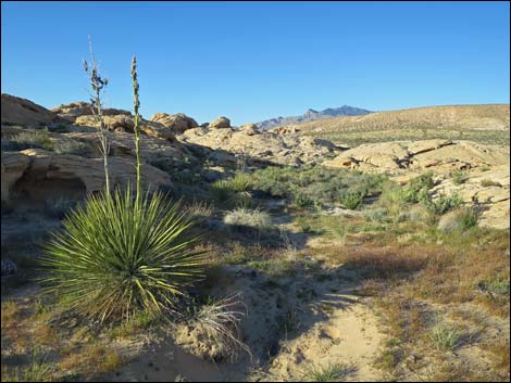 Utah Yucca (Yucca utahensis)