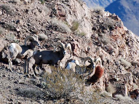 El Dorado Wilderness Area