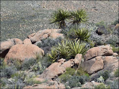 Jumbo Springs Wilderness Area