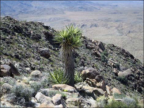 Jumbo Springs Wilderness Area