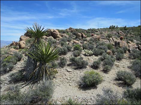 Jumbo Springs Wilderness Area