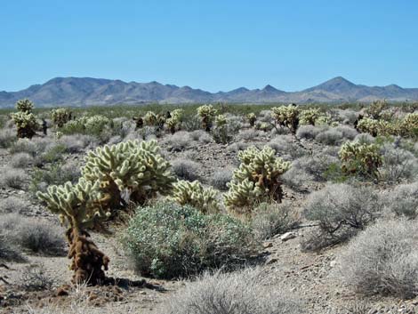 Nellis Wash Wilderness Area