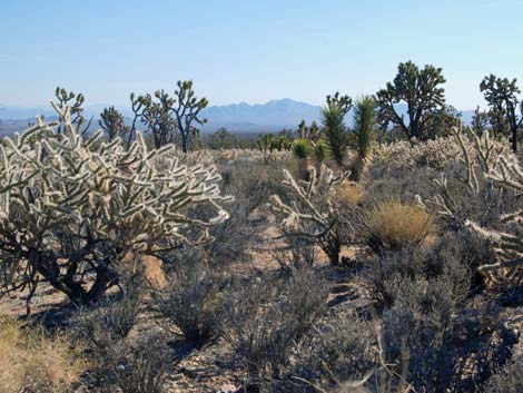 Wee Thump Joshua Tree Wilderness Area