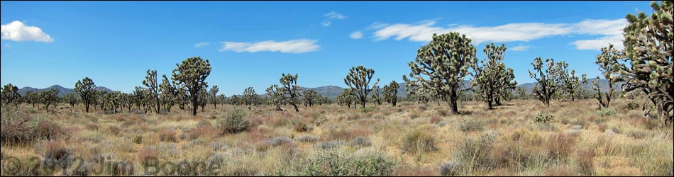 Wee Thump Joshua Tree Wilderness Area