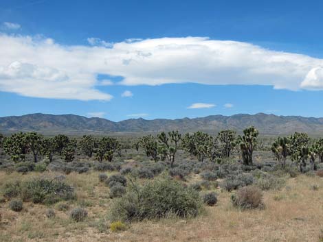 Wee Thump Joshua Tree Wilderness Area