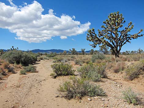 Wee Thump Joshua Tree Wilderness Area