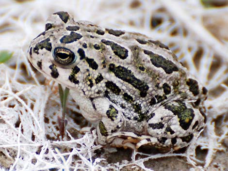 Great Plains Toad (Anaxyrus cognatus)