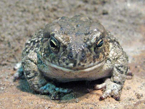 Arizona Toad (Anaxyrus microscaphus)