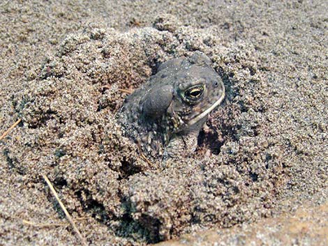 Arizona Toad (Anaxyrus microscaphus)