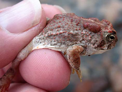 Arizona Toad (Anaxyrus microscaphus)