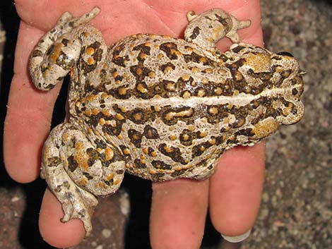 Amargosa Toad (Bufo nelsoni)