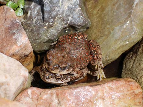 Red-spotted Toad (Anaxyrus punctatus)