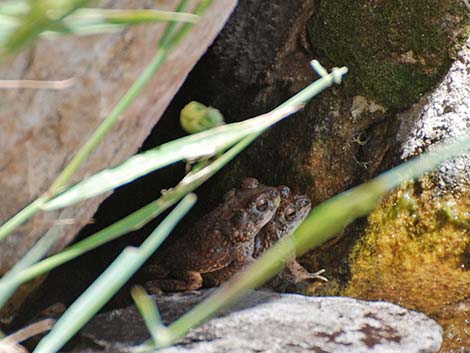 Red-spotted Toad (Anaxyrus punctatus)