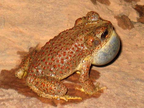 Red-spotted Toad (Anaxyrus punctatus)