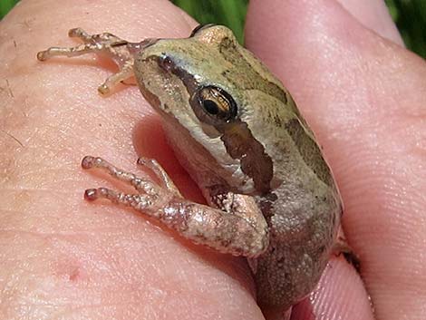 Pacific Treefrog (Pseudacris regilla)