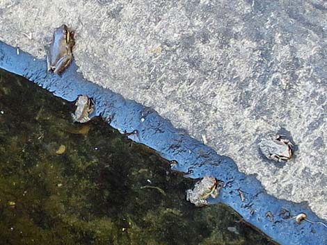 Baja California Treefrogs