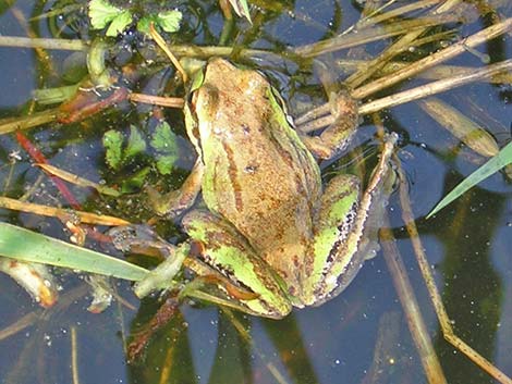 Northern Pacific Treefrog (Pseudacris regilla)