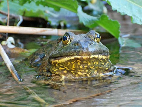 Bullfrog (Lithobates catesbeiana)