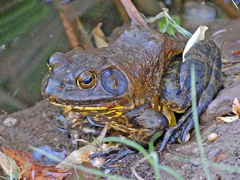 Bullfrog (Lithobates catesbeiana)