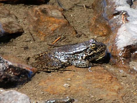 Mountain Yellow-legged Frog (Rana muscosa)