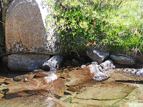 Mountain Yellow-legged Frog (Rana muscosa)