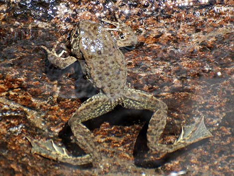 Mountain Yellow-legged Frog (Rana muscosa)