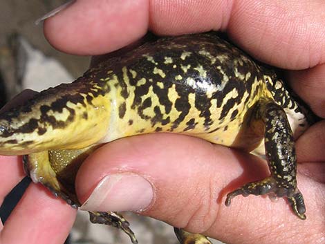 Mountain Yellow-legged Frog (Rana muscosa)