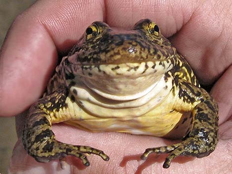 Mountain Yellow-legged Frog (Rana muscosa)