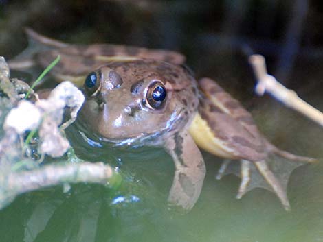 Relict Leopard Frog (Lithobates onca)