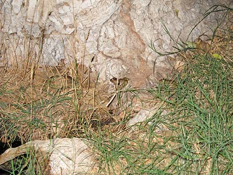 Relict Leopard Frog (Lithobates onca)