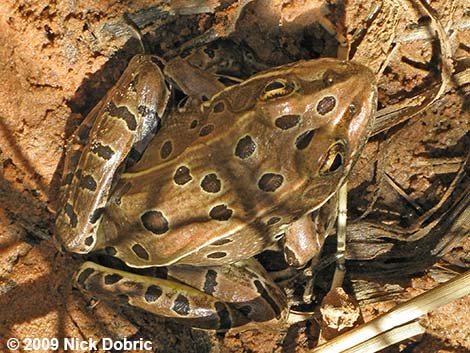 Northern Leopard Frog (Rana pipiens)