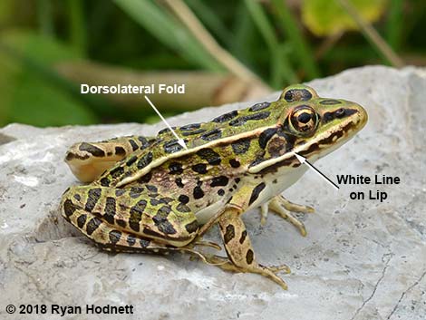 Northern Leopard Frog (Rana pipiens)