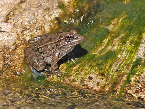 Lowland Leopard Frog (Rana yavapaiensis)