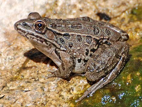 Lowland Leopard Frog (Rana yavapaiensis)