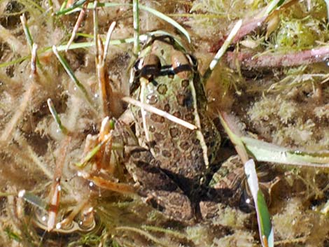 Lowland Leopard Frog (Rana yavapaiensis)