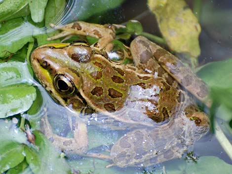 Lowland Leopard Frog (Lithobates yavapaiensis)