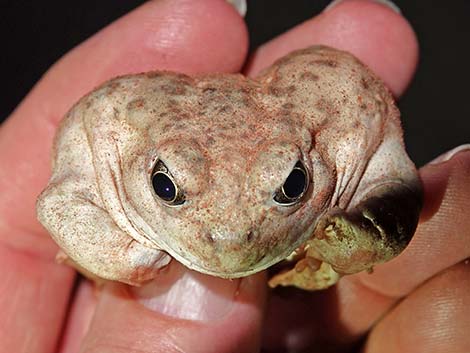 Great Basin Spadefoot (Spea intermontana)