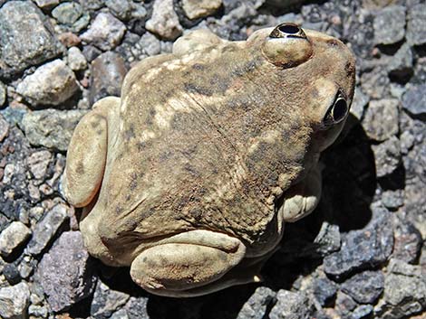 Great Basin Spadefoot (Spea intermontana)