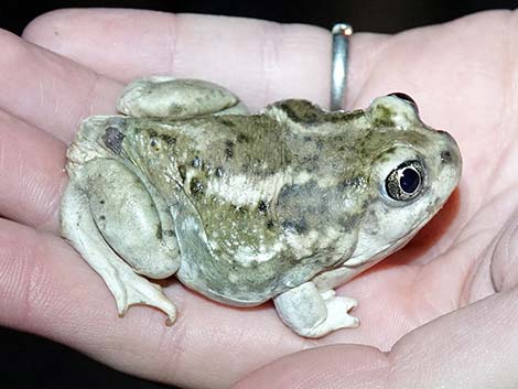 Great Basin Spadefoot (Spea intermontana)