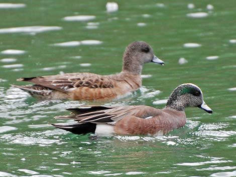 American Wigeon (Anas americana)