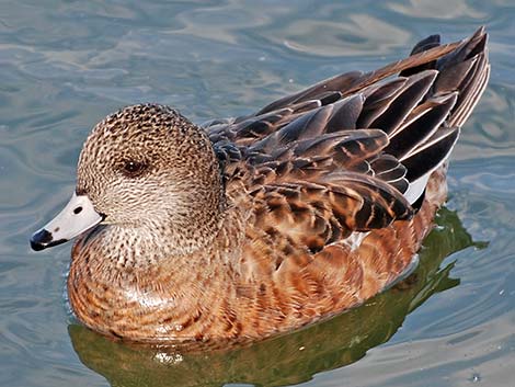 American Wigeon (Anas americana)