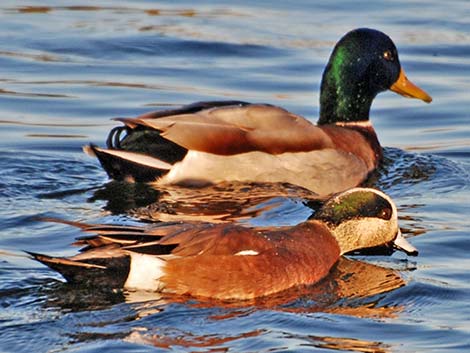 American Wigeon (Anas americana)