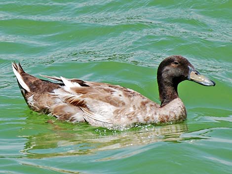 Barnyard Duck (Anas domesticus)