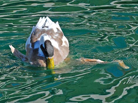 Barnyard Duck (Anas domesticus)