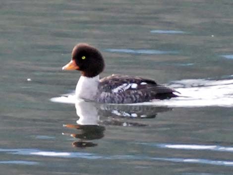 Barrow's Goldeneye (Bucephala islandica)