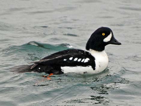 Barrow's Goldeneye (Bucephala islandica)